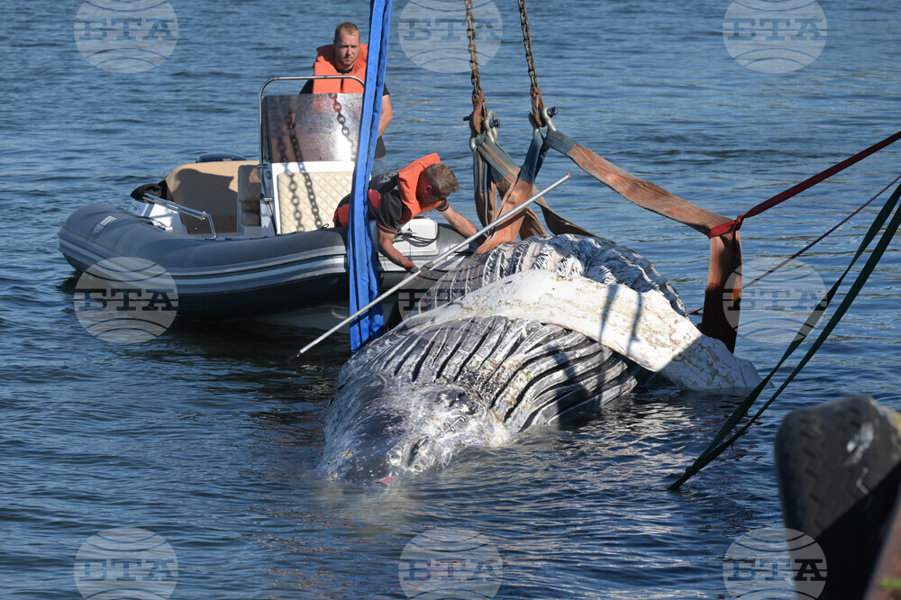 Germany Whale