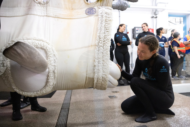 Beluga Whale Rescue