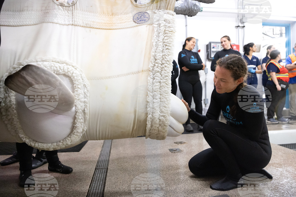 Beluga Whale Rescue