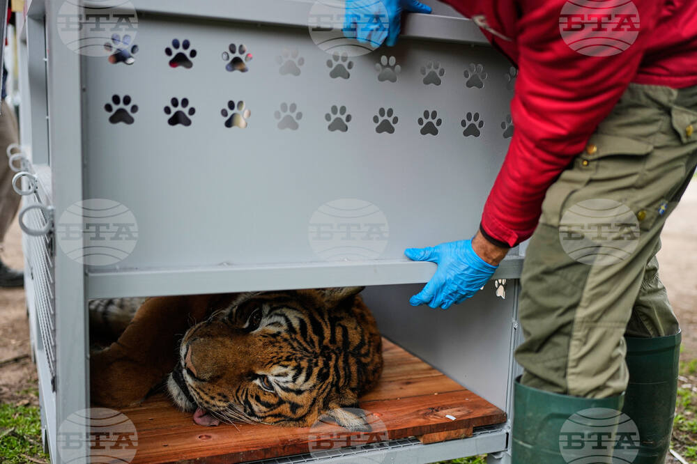 Argentina Big Cats