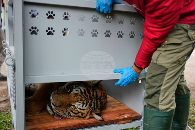 CORRECTION  Argentina Big Cats