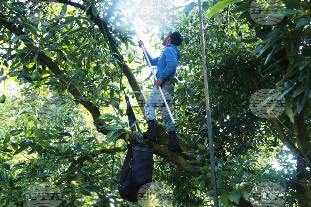 Mexico Avocados