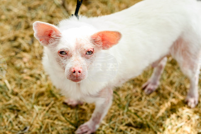 Ugly Dog Contest