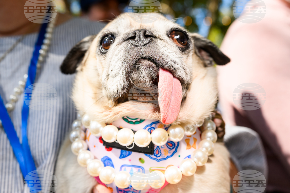 Ugly Dog Contest