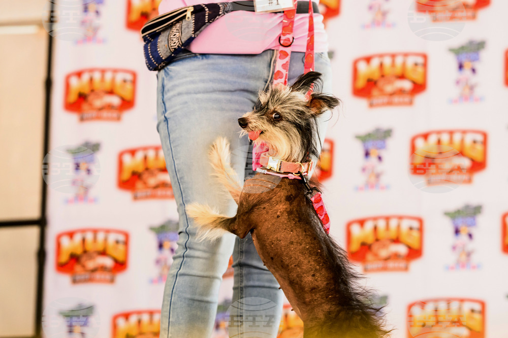 Ugly Dog Contest