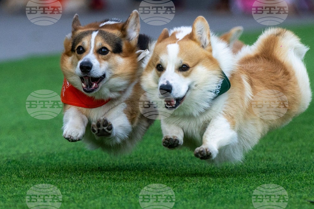 Lithuania Corgi Race