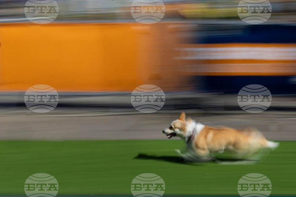 Lithuania Corgi Race