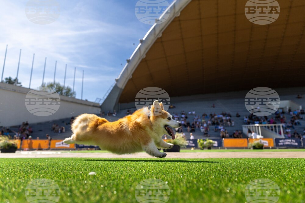 Lithuania Corgi Race