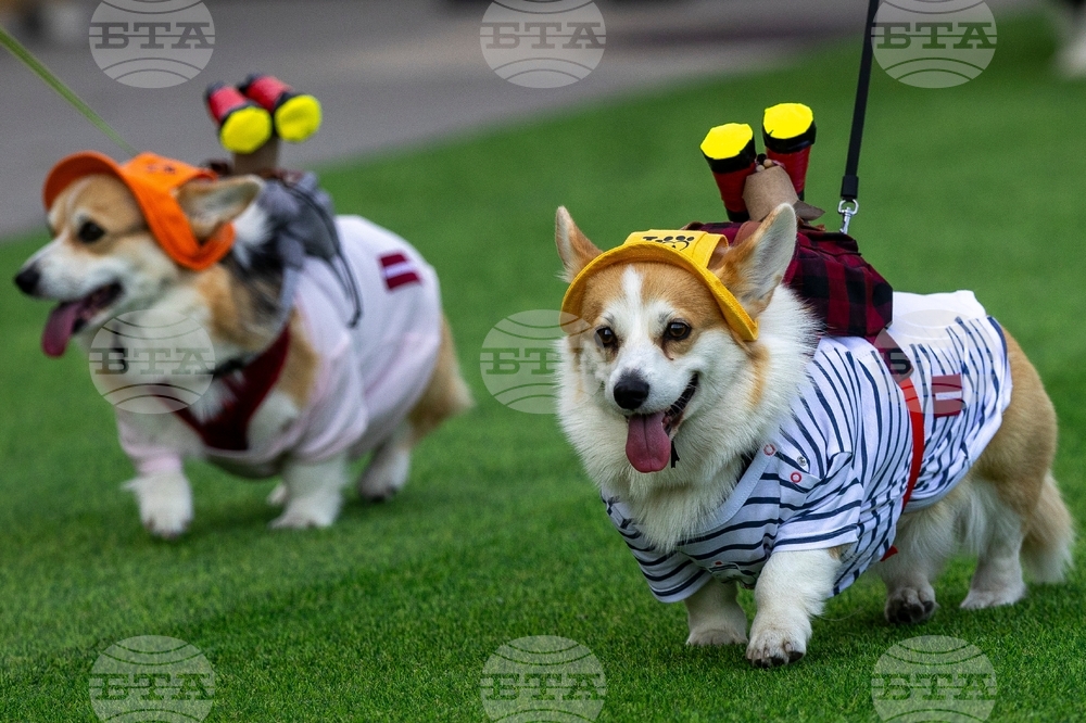 Lithuania Corgi Race