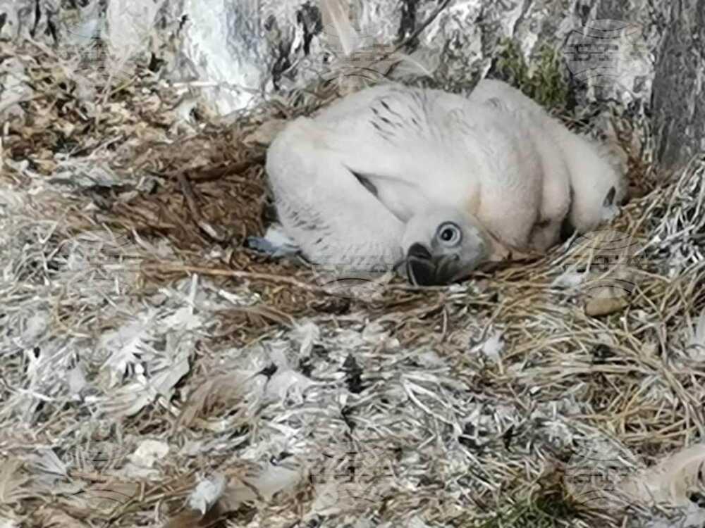 Record-High Number of Griffon Vulture Chicks in Eastern Rhodopes This Spring