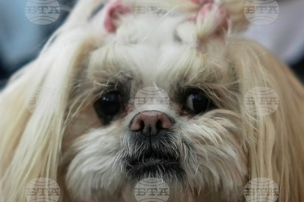 Bolivia Dog Day