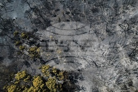 Greece Wildfires