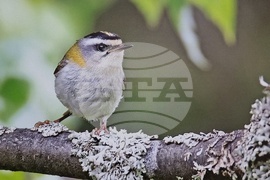 Ловеч - полски посланик - изложба