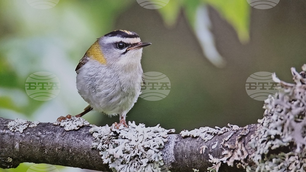 Ловеч - полски посланик - изложба