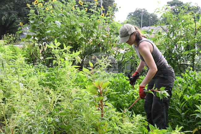 Gardening Crowdsourcing Flower Beds
