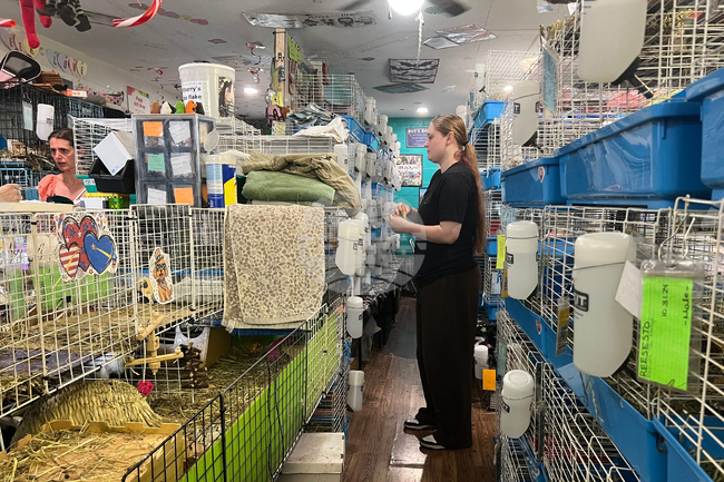 Guinea Pig Sanctuary