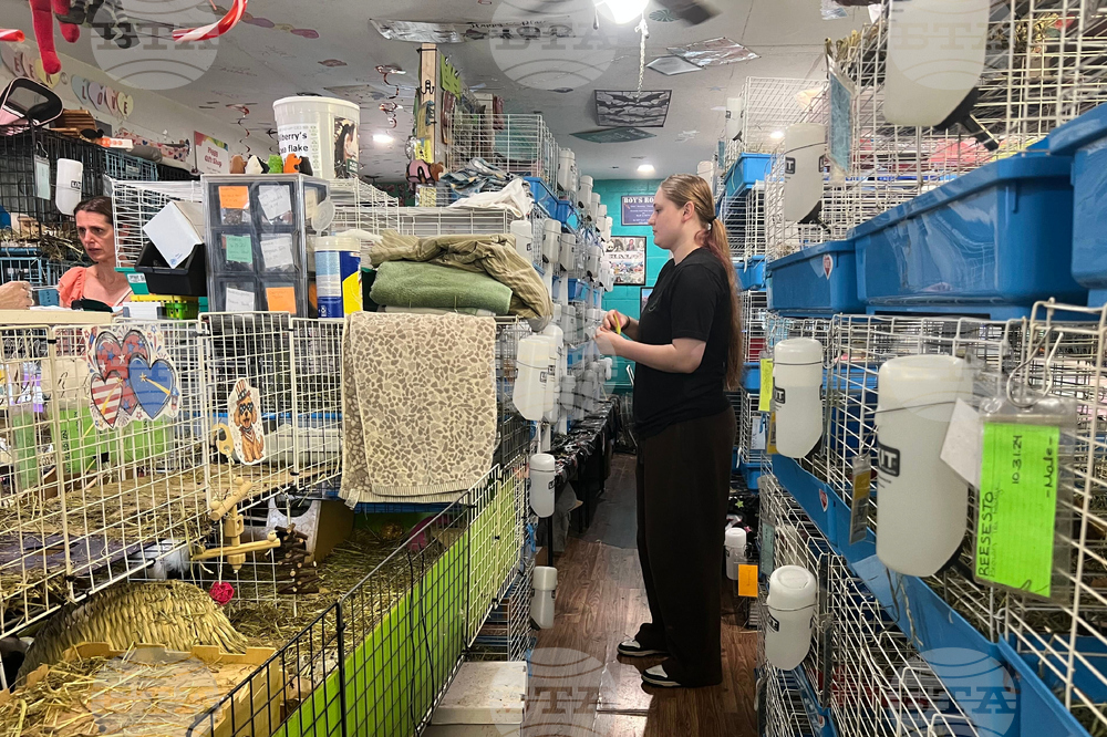 Guinea Pig Sanctuary
