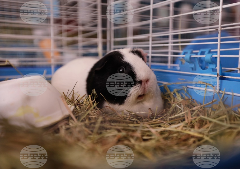 Guinea Pig Sanctuary