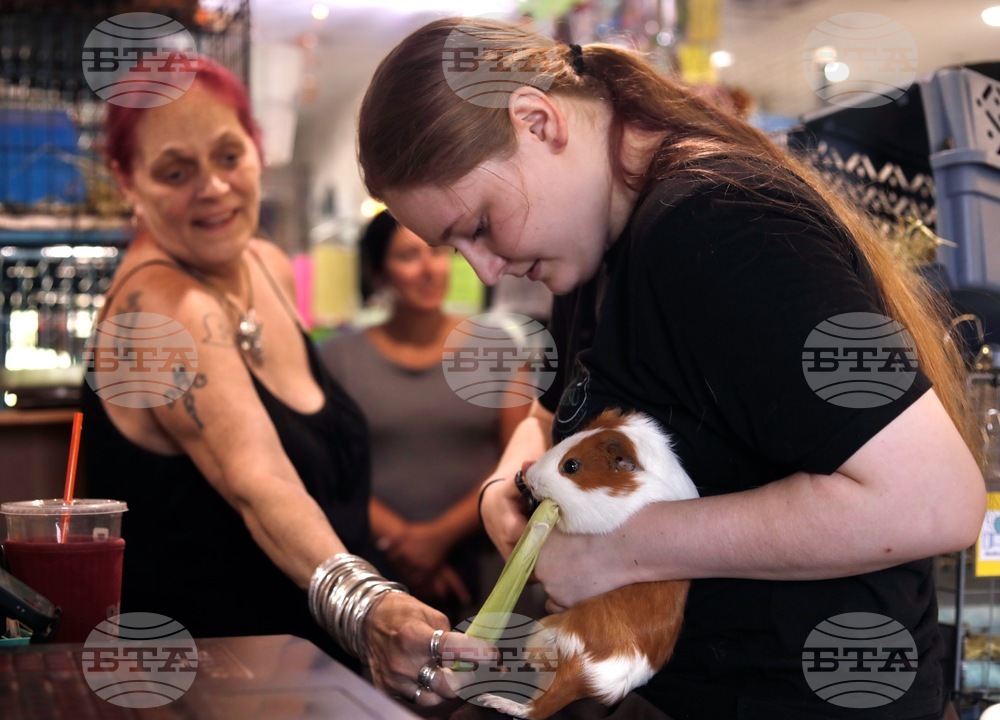 Guinea Pig Sanctuary