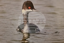 Ловеч - изложба - „Птиците на България през очите на един поляк“