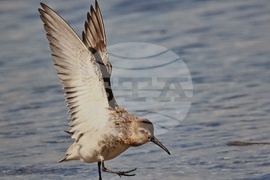 Ловеч - изложба - „Птиците на България през очите на един поляк“