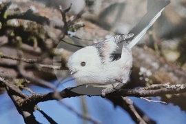 Ловеч - изложба - „Птиците на България през очите на един поляк“