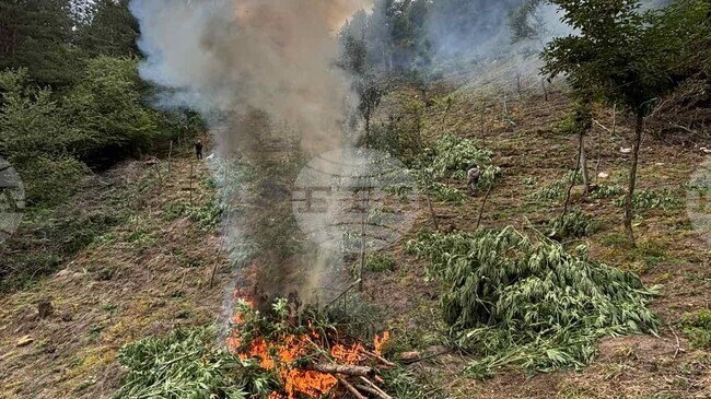 Police Destroy Over 800 Kg of Cannabis Plants in Southwestern Bulgaria