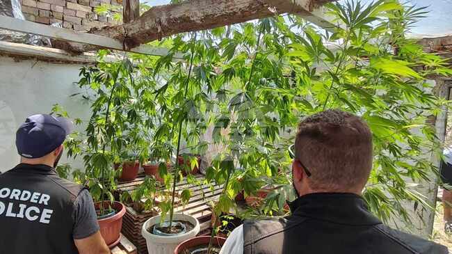 Police Destroy Over 120 Kg of Cannabis Plants in Southwestern Bulgaria