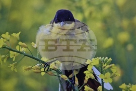 Ловеч - изложба - „Птиците на България през очите на един поляк“