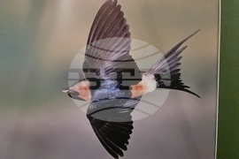 Ловеч - изложба - „Птиците на България през очите на един поляк“