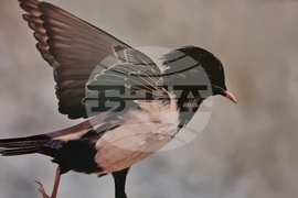 Ловеч - изложба - „Птиците на България през очите на един поляк“