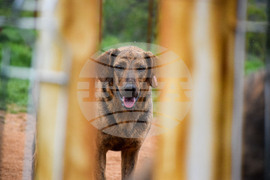 Село Логодаж - център за кучета - незаконни постройки - събаряне