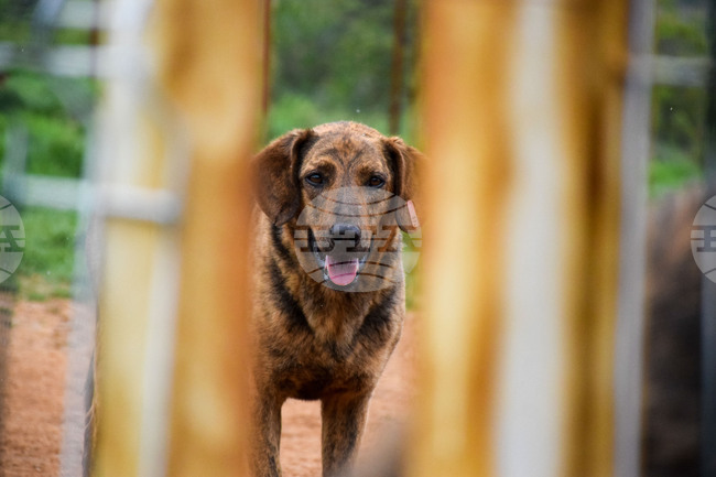 Село Логодаж - център за кучета - незаконни постройки - събаряне