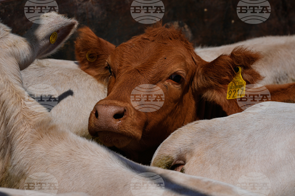 Mexico US Cattle Exports