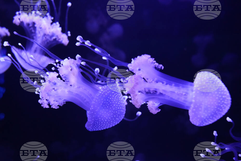 Florida Jellyfish Museum