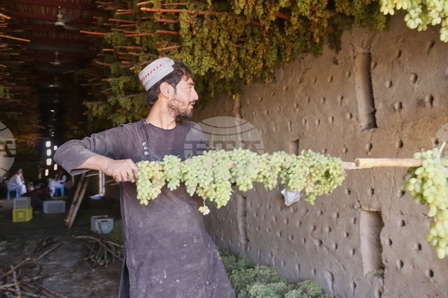 Afghanistan Grapes to Raisins