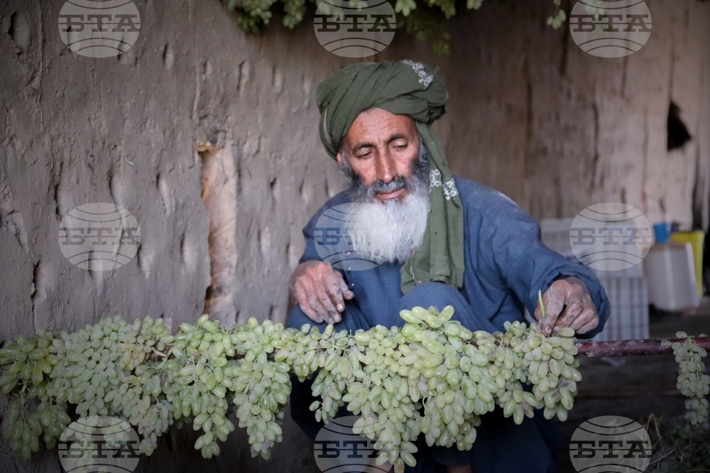 Afghanistan Grapes to Raisins