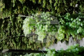 Afghanistan Grapes to Raisins