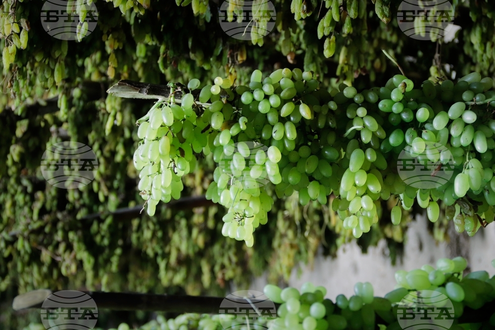 Afghanistan Grapes to Raisins