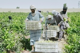 Afghanistan Grapes to Raisins