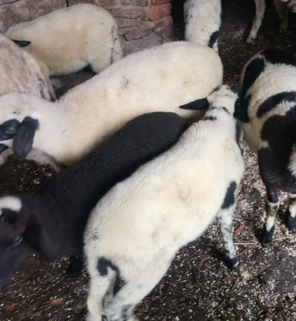 За две години домашните месни продукти в самоковско са поскъпнали почти двойно