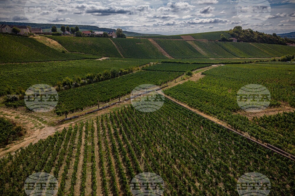 France Champagne Harvest