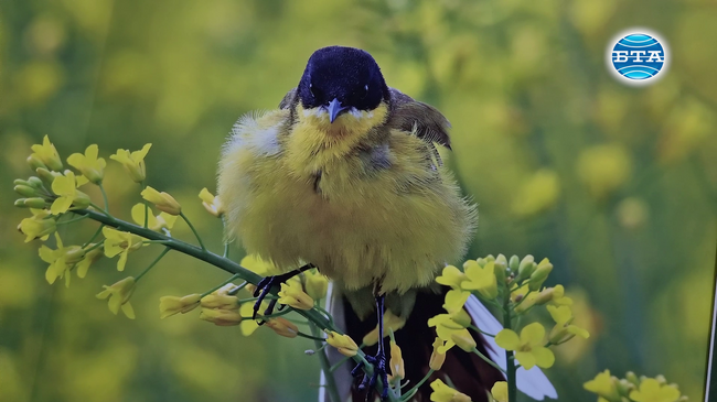 На националния празник на Полша посланик Мачей Шимански откри в Ловеч авторска фотографска изложба, посветена на птиците в България