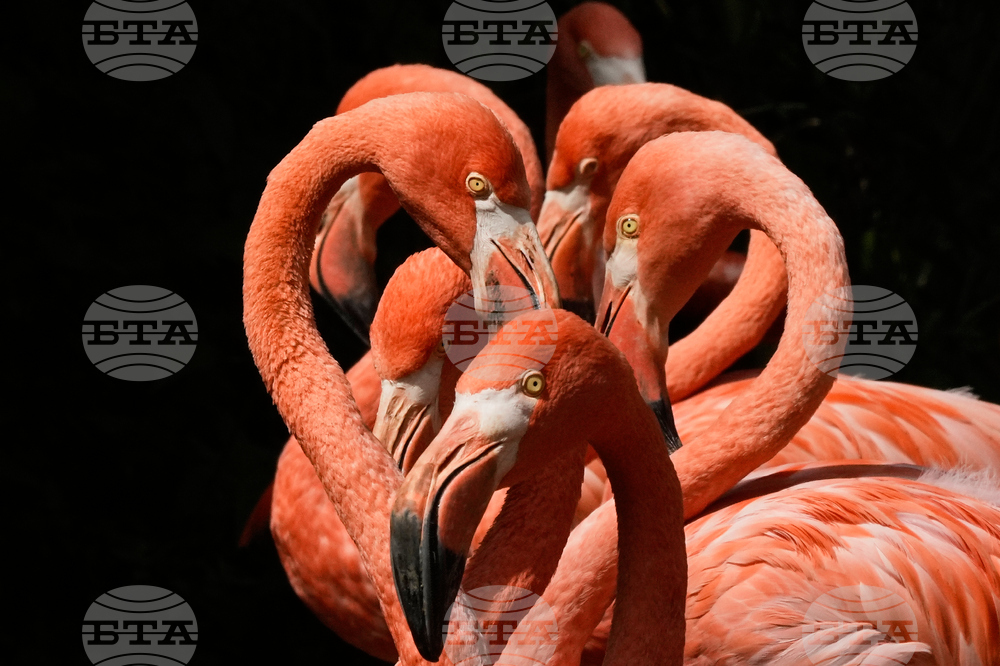 APTOPIX Germany Zoo