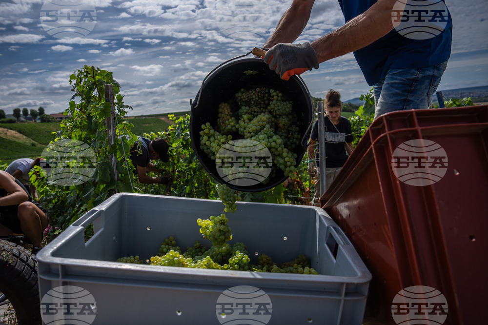 France Champagne Harvest