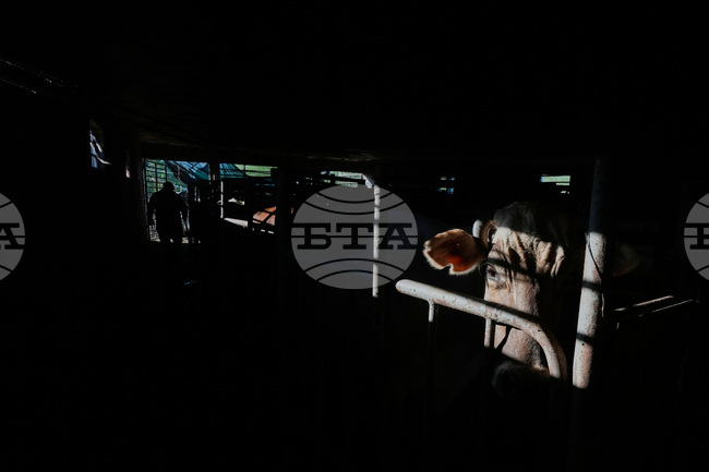 APTOPIX Mexico Diary Farm
