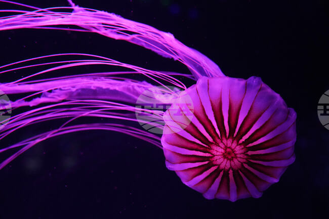 APTOPIX Florida Jellyfish Museum