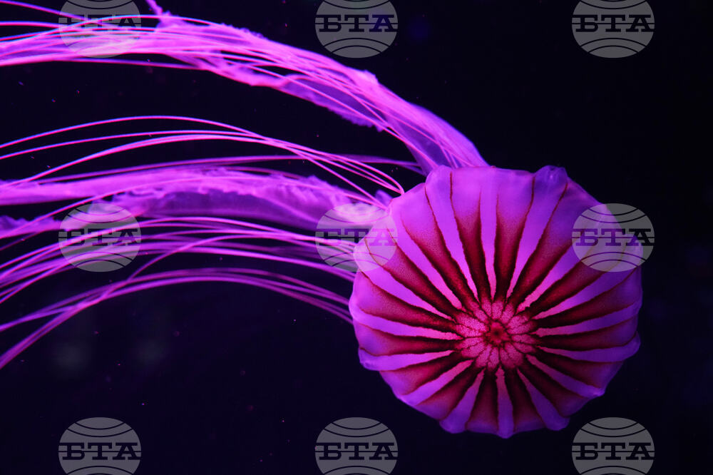 APTOPIX Florida Jellyfish Museum
