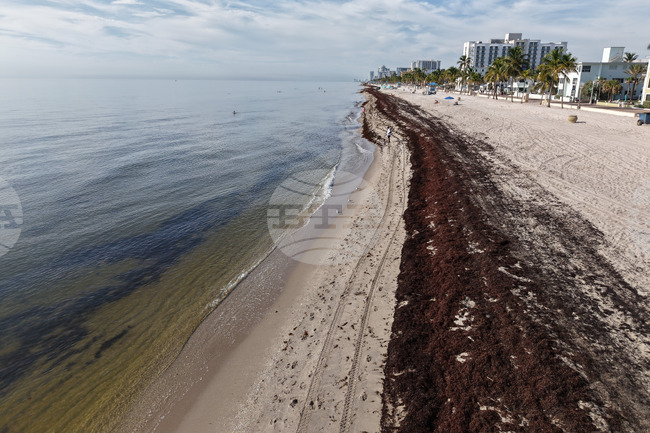 Florida Sargassum