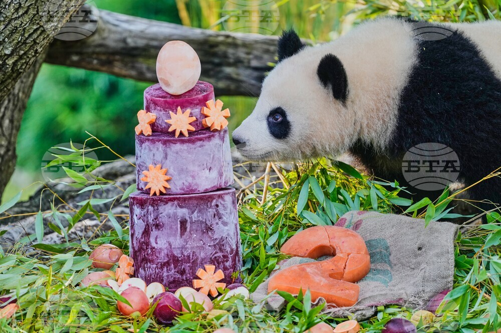 Germany Panda Bears